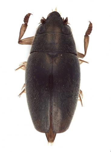 Orectochilus villosus